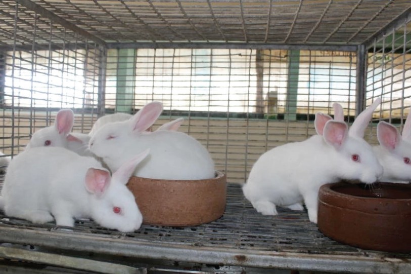 Rabbit Farming unexploited Goldmin