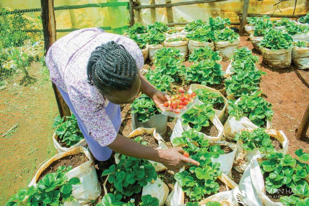 Harvesting Strawberry