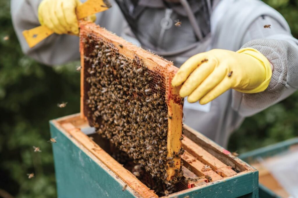 Women and Youth Reap Big From Honey